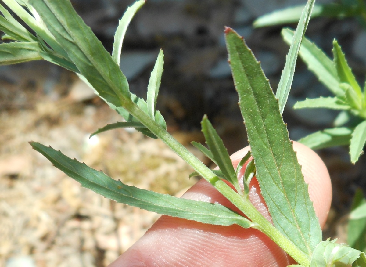 Epilobium tetragonum subsp. lamyi /Garofanino quadrellato